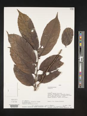 Casearia javitensis image
