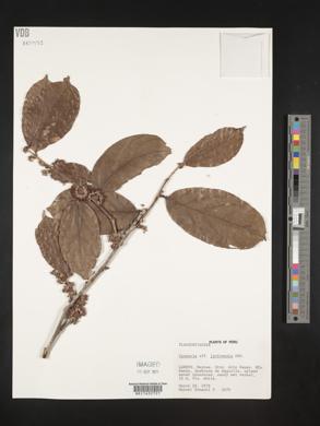 Casearia javitensis image