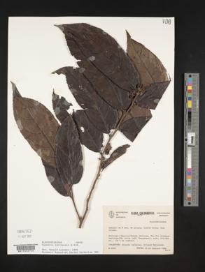 Casearia javitensis image