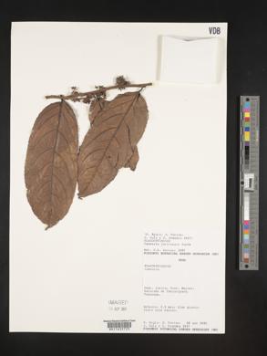 Casearia javitensis image