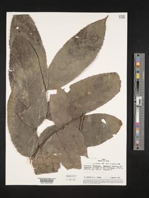 Casearia javitensis image