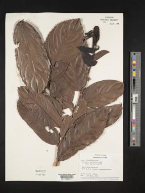 Casearia javitensis image