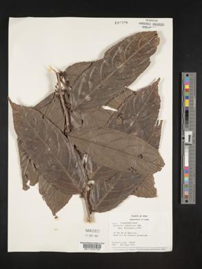 Casearia javitensis image