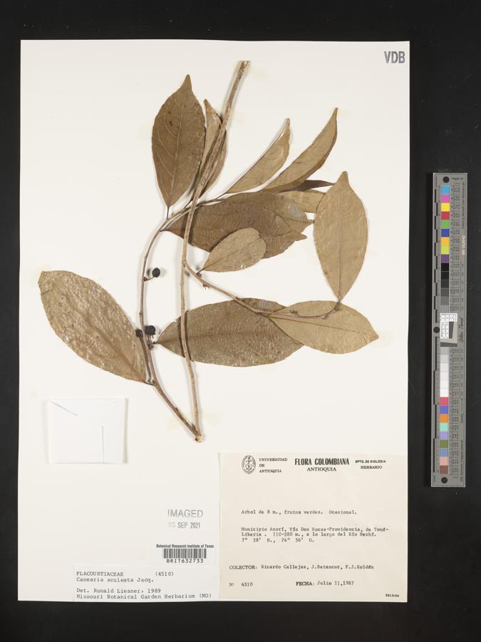 Casearia aculeata image