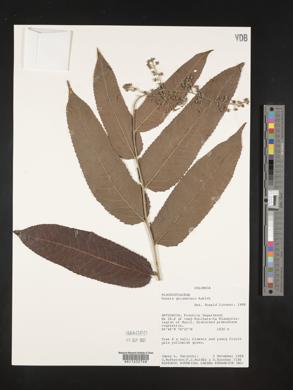 Banara guianensis image