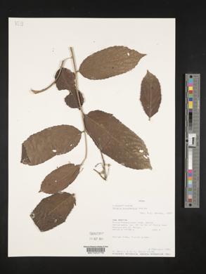 Banara guianensis image