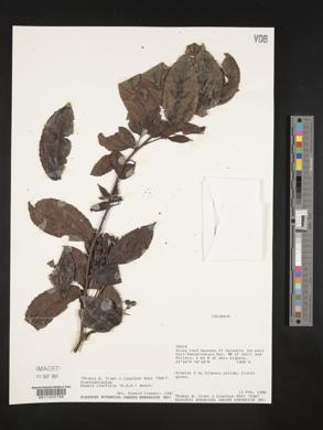 Media resource of Banara ulmifolia