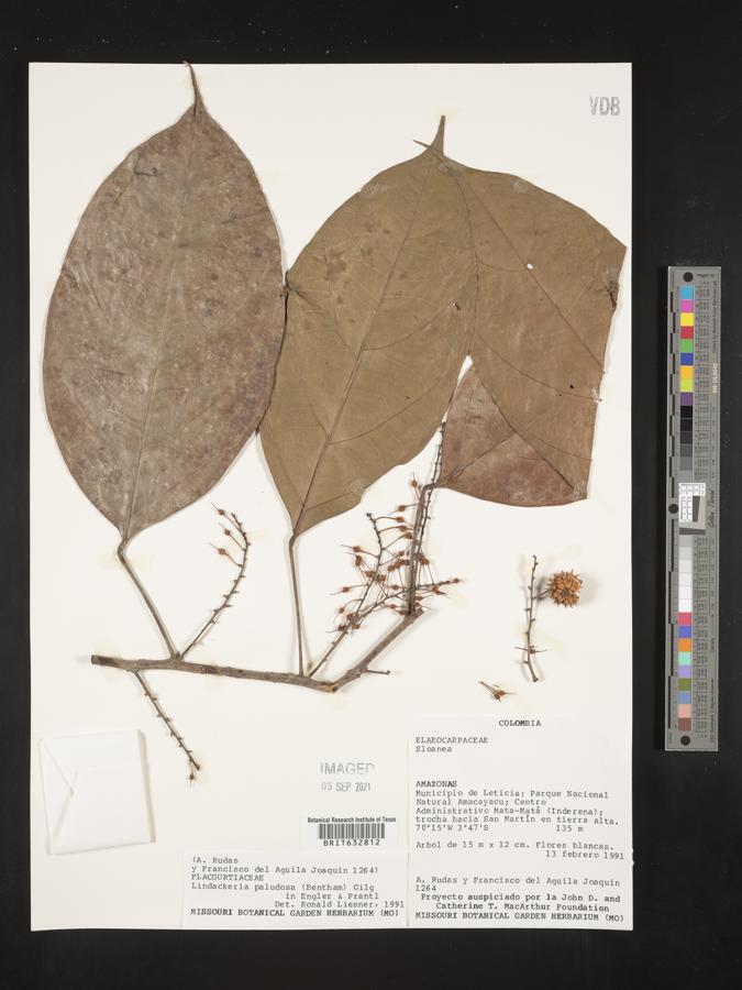 Lindackeria paludosa image