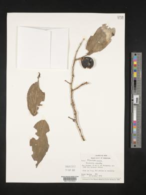 Casearia obovalis image