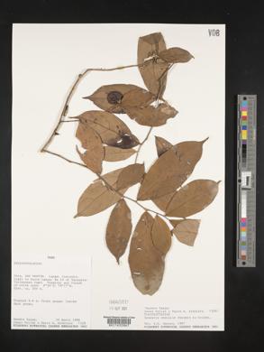 Casearia obovalis image