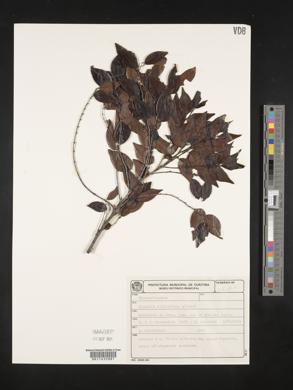 Casearia eichleriana image