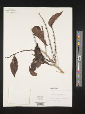 Casearia silvestris image