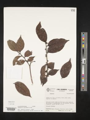 Casearia sylvestris image