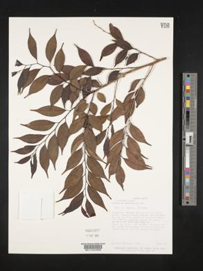 Casearia sylvestris image