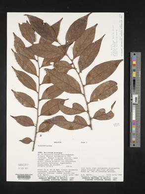 Casearia sylvestris image