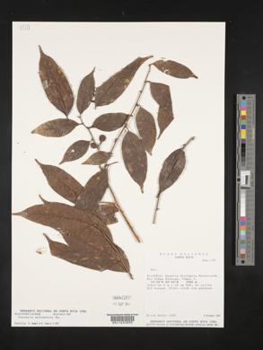 Casearia sylvestris image