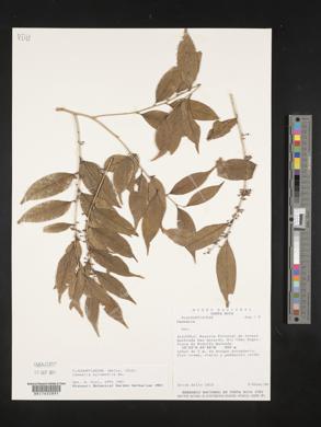 Casearia sylvestris image