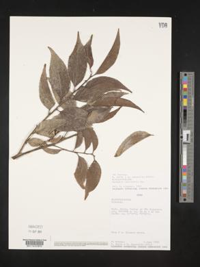Casearia sylvestris image