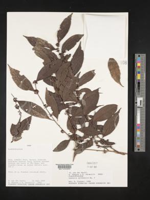 Casearia sylvestris image
