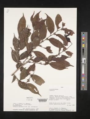 Casearia sylvestris image
