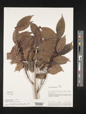 Casearia sylvestris image