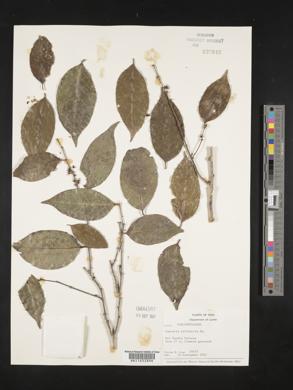 Casearia sylvestris image