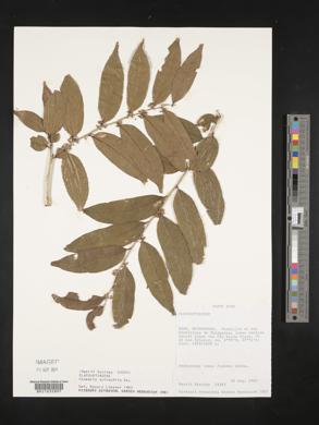 Casearia sylvestris image