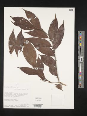 Casearia sylvestris image