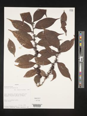 Casearia sylvestris image