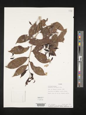Casearia sylvestris image