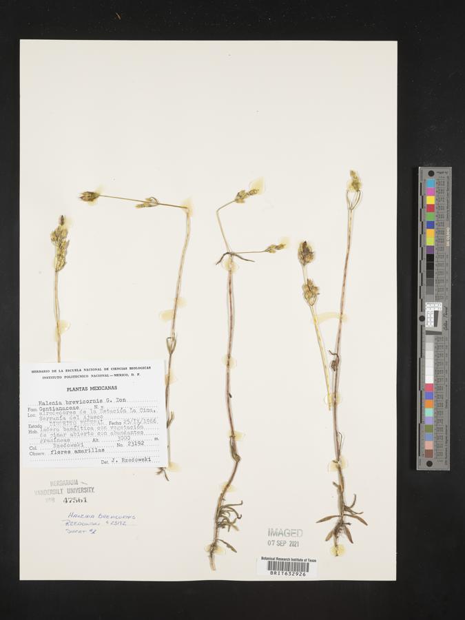 Halenia brevicornis image