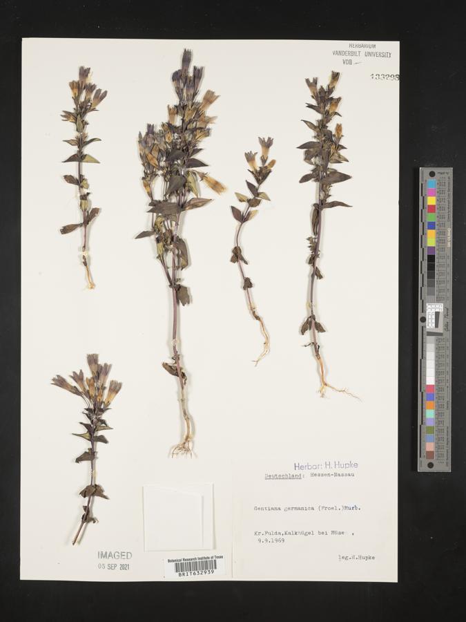 Gentianella germanica subsp. germanica image