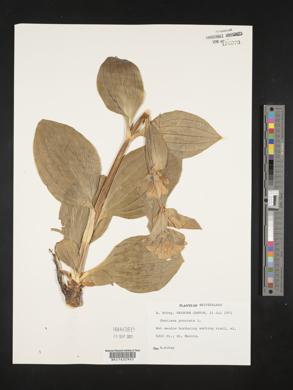 Gentiana punctata image