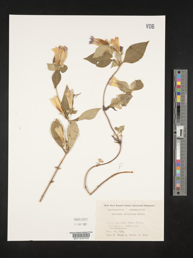 Gentiana sikokiana image