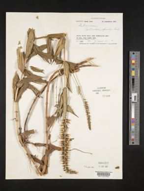 Coutoubea spicata image