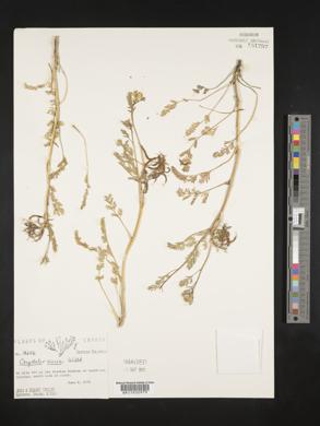 Corydalis aurea image