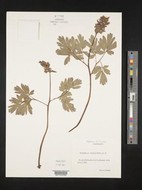 Corydalis cava image