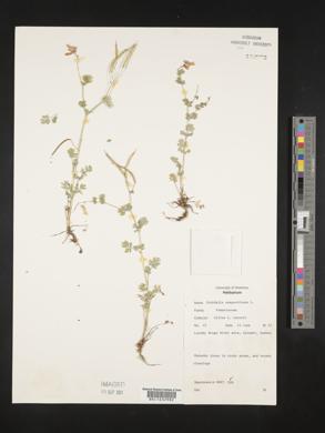 Capnoides sempervirens image