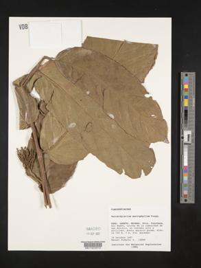 Tetrathylacium macrophyllum image