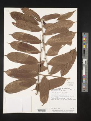 Ryania speciosa image