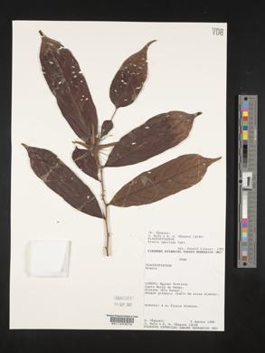 Ryania speciosa image