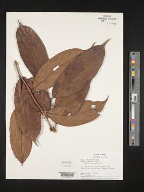 Ryania speciosa image