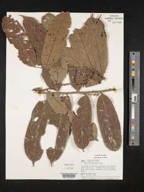 Ryania speciosa image