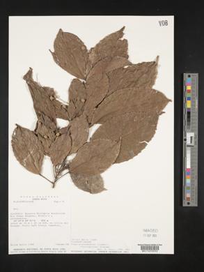 Pleuranthodendron lindenii image