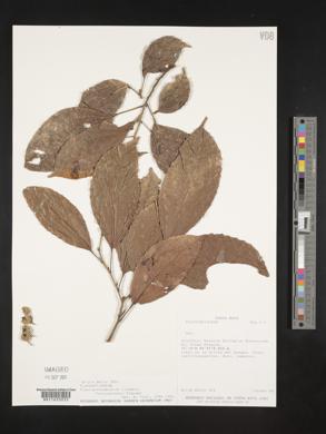 Pleuranthodendron lindenii image