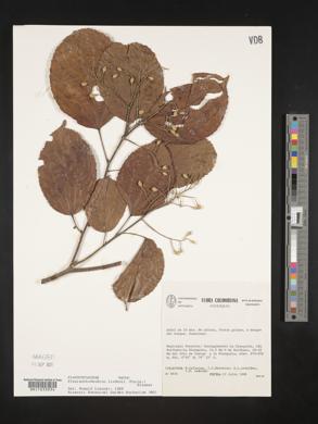 Pleuranthodendron lindenii image