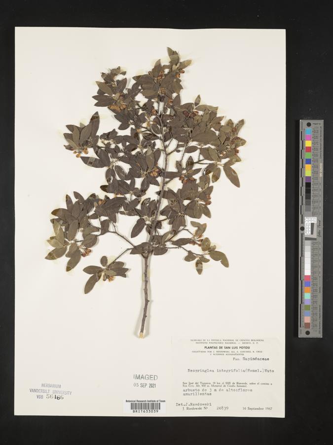 Neopringlea integrifolia image
