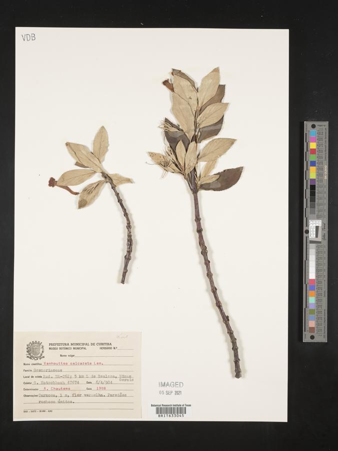 Vanhouttea calcarata image