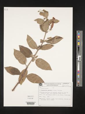 Media resource of Vanhouttea gardneri