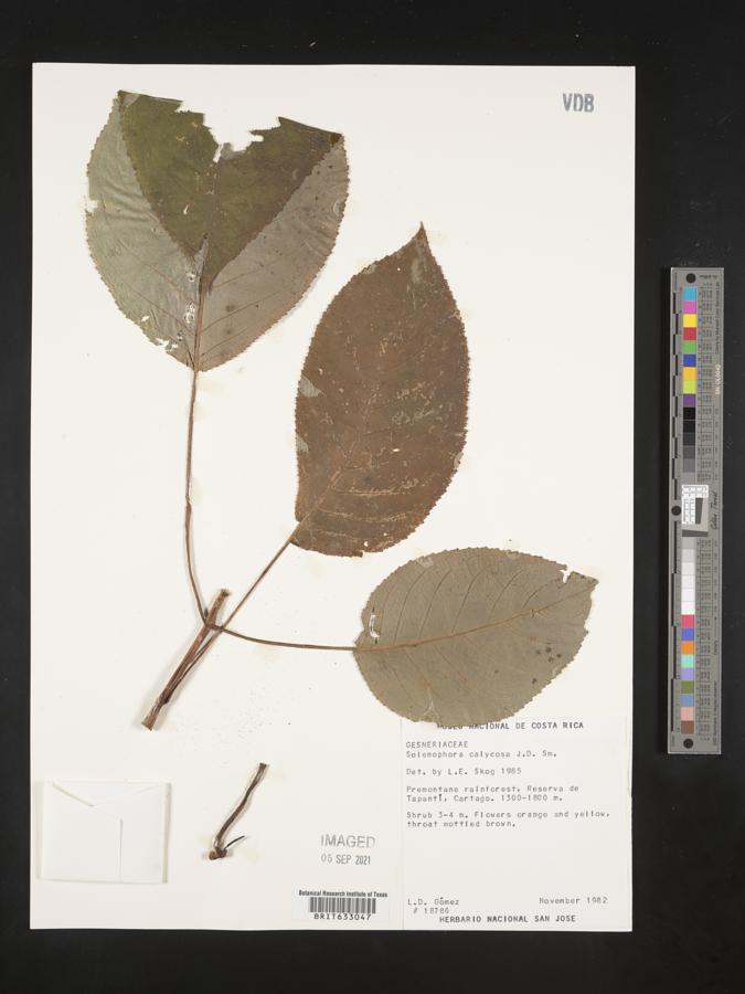 Solenophora calycosa image